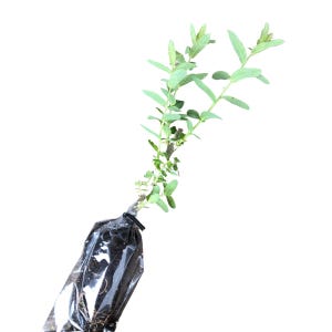 May include: A young plant with green leaves and stems, packaged in a black plastic sleeve. The plant is set against a white background, highlighting its fresh, vibrant appearance. The leaves are a light green color.
