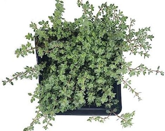 Organic Woolly Thyme Plant (Thymus pseudolanguinosus) in 2.5-inch Pot by Smoke Camp Crafts