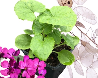 Variegated-lunaria Annua Money Plant, Honesty, Silver Dollar Seeds - 10  Seeds Purple Flowers in Spring and Papery Seed Pod Biennial Zone 4-8 - Etsy