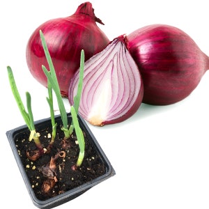 May include: Three red onions, one halved to show the inner layers, and a small square pot with sprouting onion plants. The onions are a deep red-purple color, with a white interior. The sprouts are green and growing.