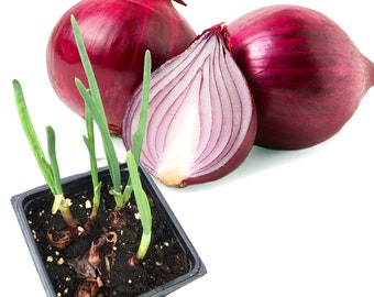 Smoke Camp Crafts Live Red Onion Plants in 2.5 inch Pot