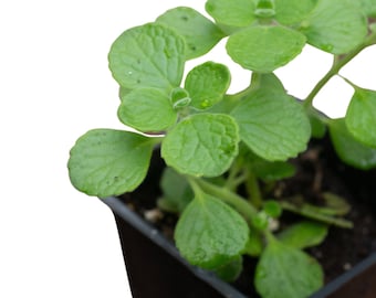 Organic Vicks Plant (Plectranthus tomentosa) in 2.5-inch Pot by Smoke Camp Crafts
