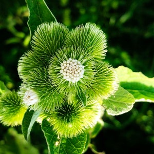 ORGANIC Burdock Seeds Arctium lappa 100 Seeds 1 grams image 3