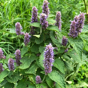 Organic Organic Anise Hyssop, Licorice Mint Seeds (Agastache foeniculum) 500 Seeds (0.2 grams) by Smoke Camp Crafts