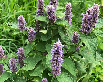 May include: A close-up of a plant with purple flowers. The plant has green leaves and is growing in a garden.