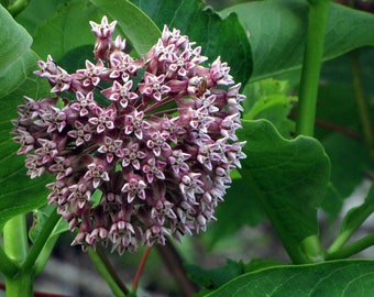 ORGANIC Milkweed, common Seeds (Asclepias syriaca L) 100 Seeds (1 grams)