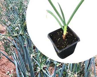 Smoke Camp Crafts Organic Egyptian Walking Onion Live Plant (Allium x wakegi) in 2.5 inch Pot for Planting