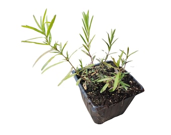 Mountain Mint, Slender (Pycnanthemum tenuifolium) Organic Plant in 2.5-inch Pot by Smoke Camp Crafts - Narrow-Leaved Mountain Mint