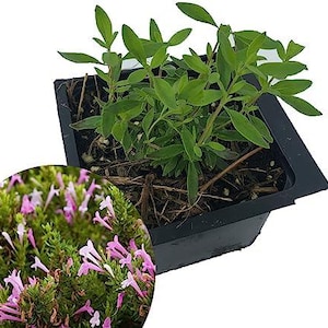 May include: A small black plastic pot filled with a green leafy plant. The plant is surrounded by brown soil and has a few small pink flowers.