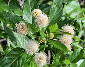 Bulk Buttonbush Seeds (Cephalanthus occidentalis) 1000 Seeds (11 grams) by Smoke Camp Crafts - Native Pollinator Shrub