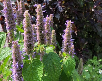 Anise Hyssop Plant in 4" pot