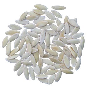 May include: A collection of pale, oblong seeds, possibly for planting or culinary use, are scattered against a white background. The seeds have a creamy, off-white color and a smooth texture, suggesting they are dried or processed.