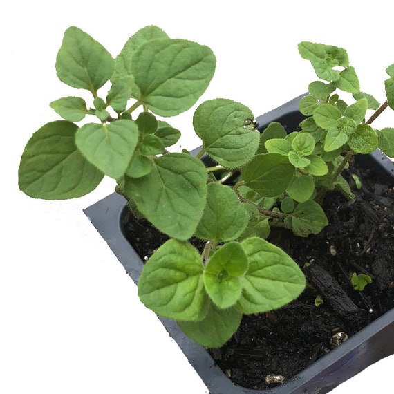 Organic Oregano, Greek Plant (Origanum vulgare) in 2.5-inch pot by Smoke Camp Crafts