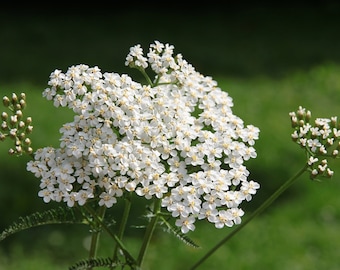 Organic Yarrow Seeds (Achillea millefolium) 150 Seeds (0.1 gram) by Smoke Camp Crafts