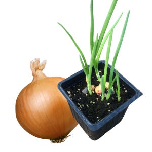 May include: A single brown onion next to a black plastic pot with green onion plants growing in it. The onion is large and round, while the pot is small and square. The onion plants are healthy and have long, green leaves.