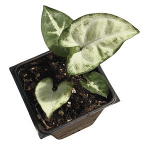May include: A small potted plant with variegated leaves in a black plastic pot. The leaves are green and white with a heart-shaped leaf in the center.