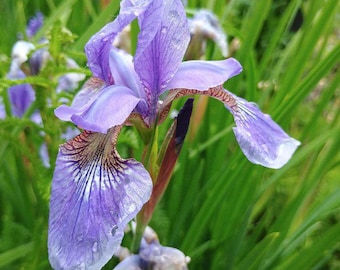 Smoke Camp Crafts Blue Flag Iris Seeds, Iris versicolor, 100 Seeds, Organic, Outdoor, Spring to Early Summer Planting
