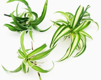 Organic Spider Plant Trio - Three Spider Plant Cuttings (Chlorophyum comosum) Vittatum, Shamrock, Reverse Variegated by Smoke Camp Crafts