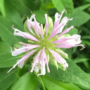 Organic Bee Balm Seeds (Monarda Fistulosa) 100 Seeds (0.2 g) - Wild Bergamot, Horsemint, Beebalm - Native Wildflower by Smoke Camp Crafts