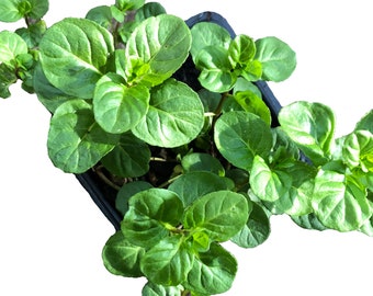 Organic Orange Mint Plant (Mentha piperita x citrata) in 2.5-inch Pot by Smoke Camp Crafts - Bergamot Mint - Eau de Cologne Mint