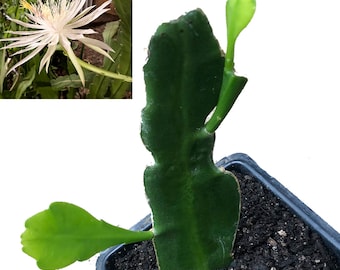 ORGANIC Queen of the Night Plant, (Epiphyllum oxypetalum) 2.5-inch pot