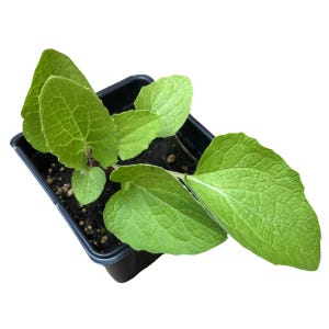 Organic Greater Burdock Plant (Arctium lappa) in 2.5-inch pot by Smoke Camp Crafts- Bardane, Beggar's Buttons, Edible Burdock, Gobo