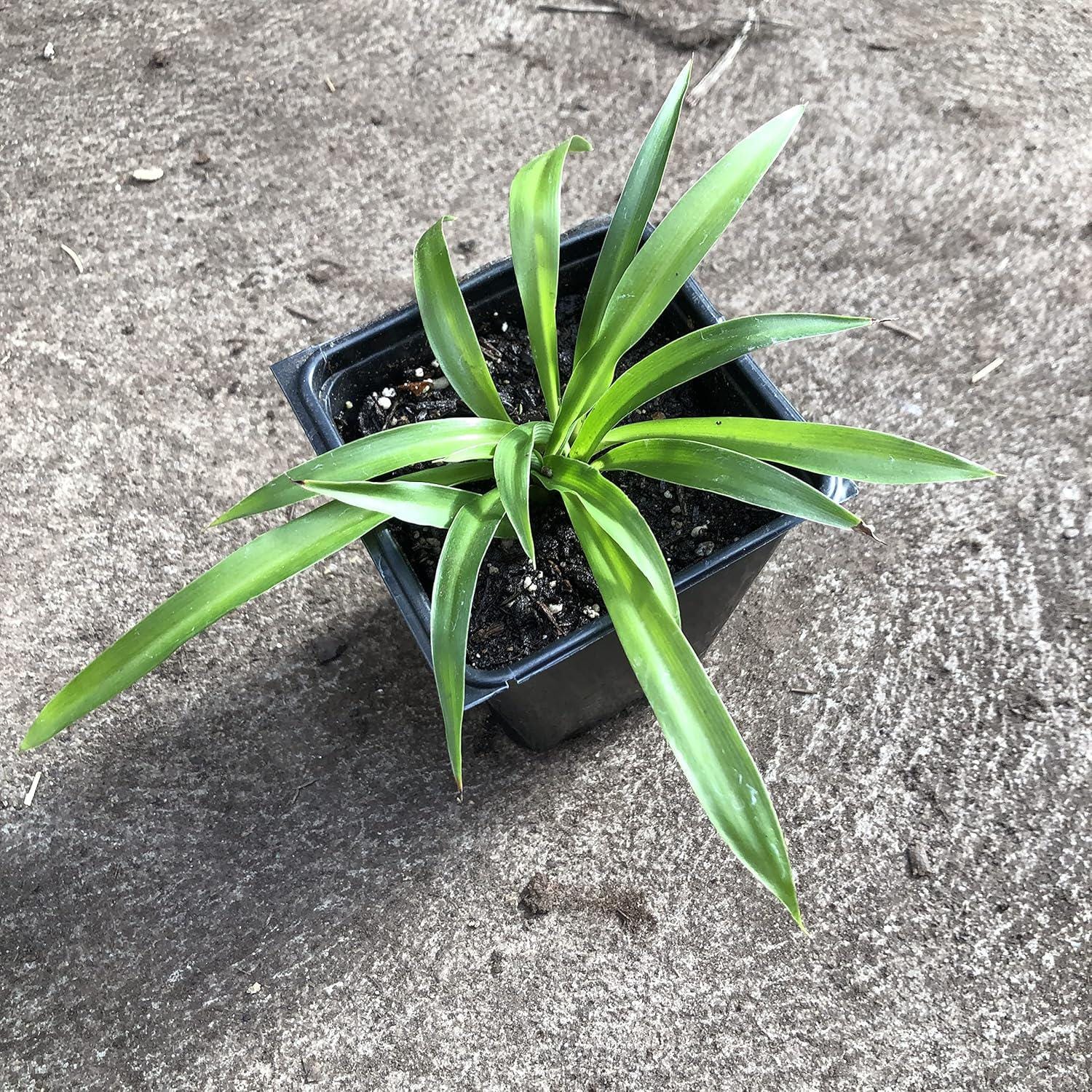 succulent zebra plant Haworthia Attenuata / "Zebra Plant"