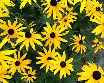 Black-eyed Susan Seeds (Rudbeckia hirta) 1000 Seeds (0.5 grams) - Native Wildflower Seeds by Smoke Camp Crafts