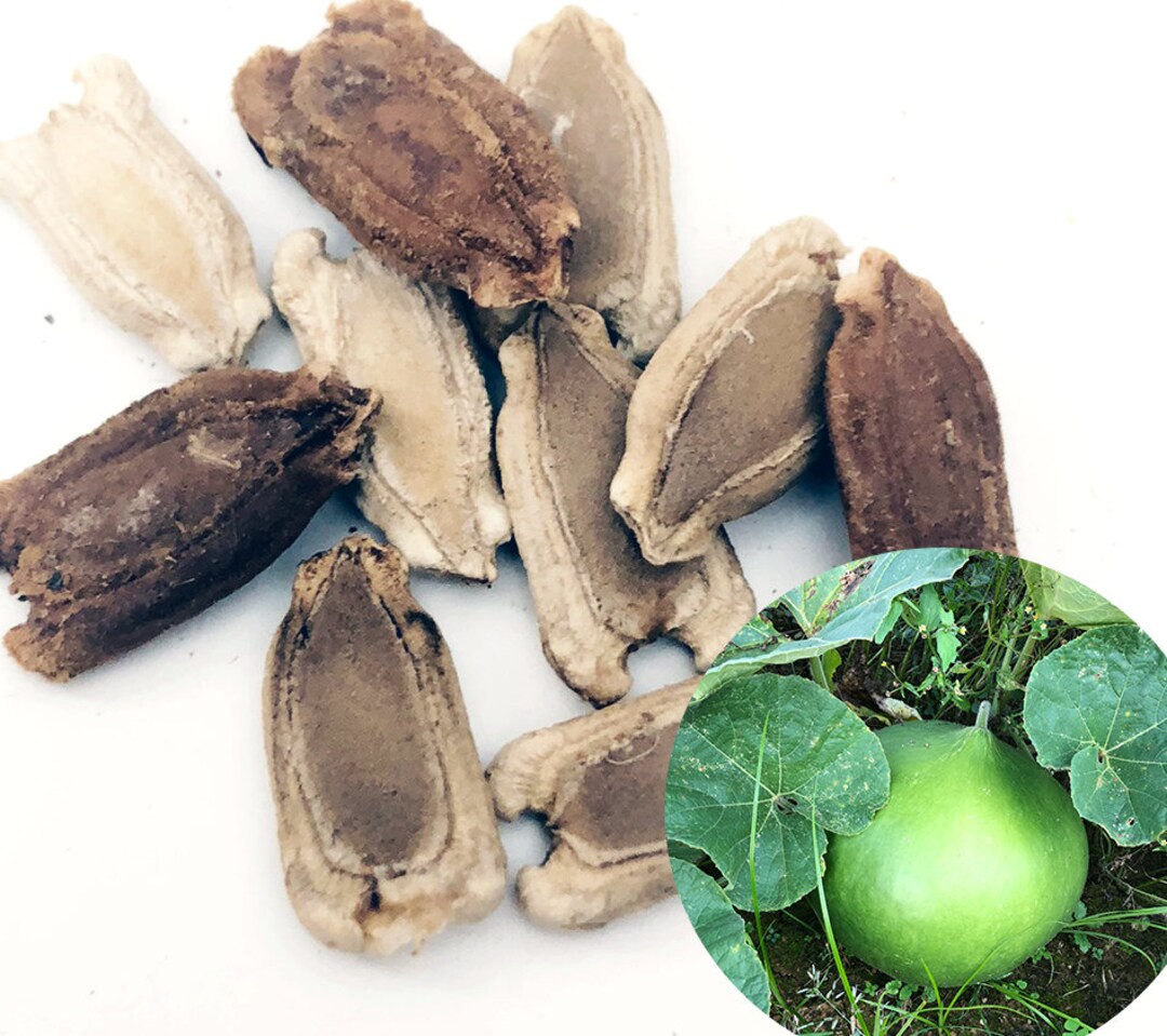 Bushel Basket Gourd Seeds lagenaria Siceraria 10 Seeds 5 G Huge Gourds