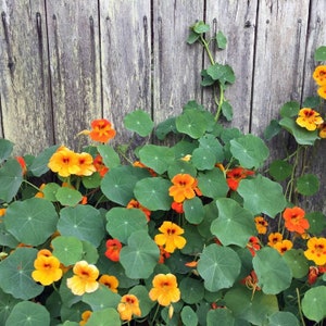 Nasturtium, Jewel Mix (Tropaeolum majus) 100 Seeds (14 grams) by Smoke Camp Crafts