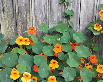 Nasturtium, Jewel Mix (Tropaeolum majus) 100 Seeds (14 grams) by Smoke Camp Crafts