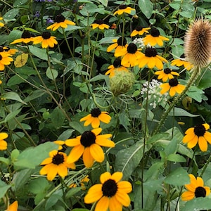 Brown-eyed Susan Seeds (Rudbeckia triloba) 1000 Seeds (0.5 grams) - Native Wildflower by Smoke Camp Crafts