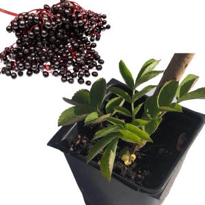 May include: A close-up of a potted elderberry plant with dark green leaves and a cluster of ripe, black elderberries. The berries are on a red stem. The plant is in a black plastic pot against a white background.