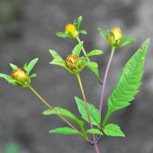 May include: Close-up of a plant with several small, yellow flower buds surrounded by green leaves. The stems are a mix of green and purple, with a large, textured green leaf on the right side. The background is a blurred gray.