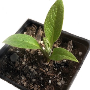 ORGANIC Comfrey Plant, Symphytum officinale 2.5-inch pot image 3