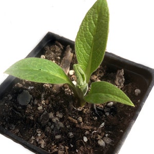 May include: A small green plant with two large leaves growing in a black square pot filled with dark brown soil.