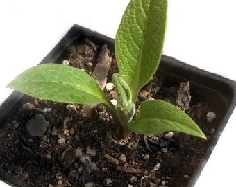 Organic Comfrey Plant (Symphytum officinale) 2.5-inch pot by Smoke Camp Crafts