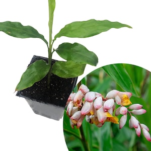 May include: A small green plant with large leaves growing in a black plastic pot. The plant is a ginger plant and the image also shows a close-up of the pink and white flowers of a mature ginger plant.