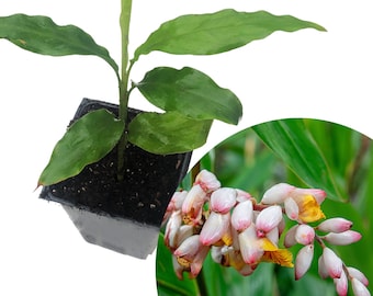 Organic Ginger Cardamom Plant (Alpinia nutans) in 2.5 inch Pot | Live Shellflower, Dwarf Cardamom Plant