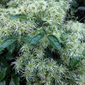 May include: Close-up of a flowering plant with green leaves and numerous white, spiky blooms. The plant appears lush and vibrant, with water droplets visible on the leaves, suggesting recent rainfall. The image showcases the natural beauty of the plant.