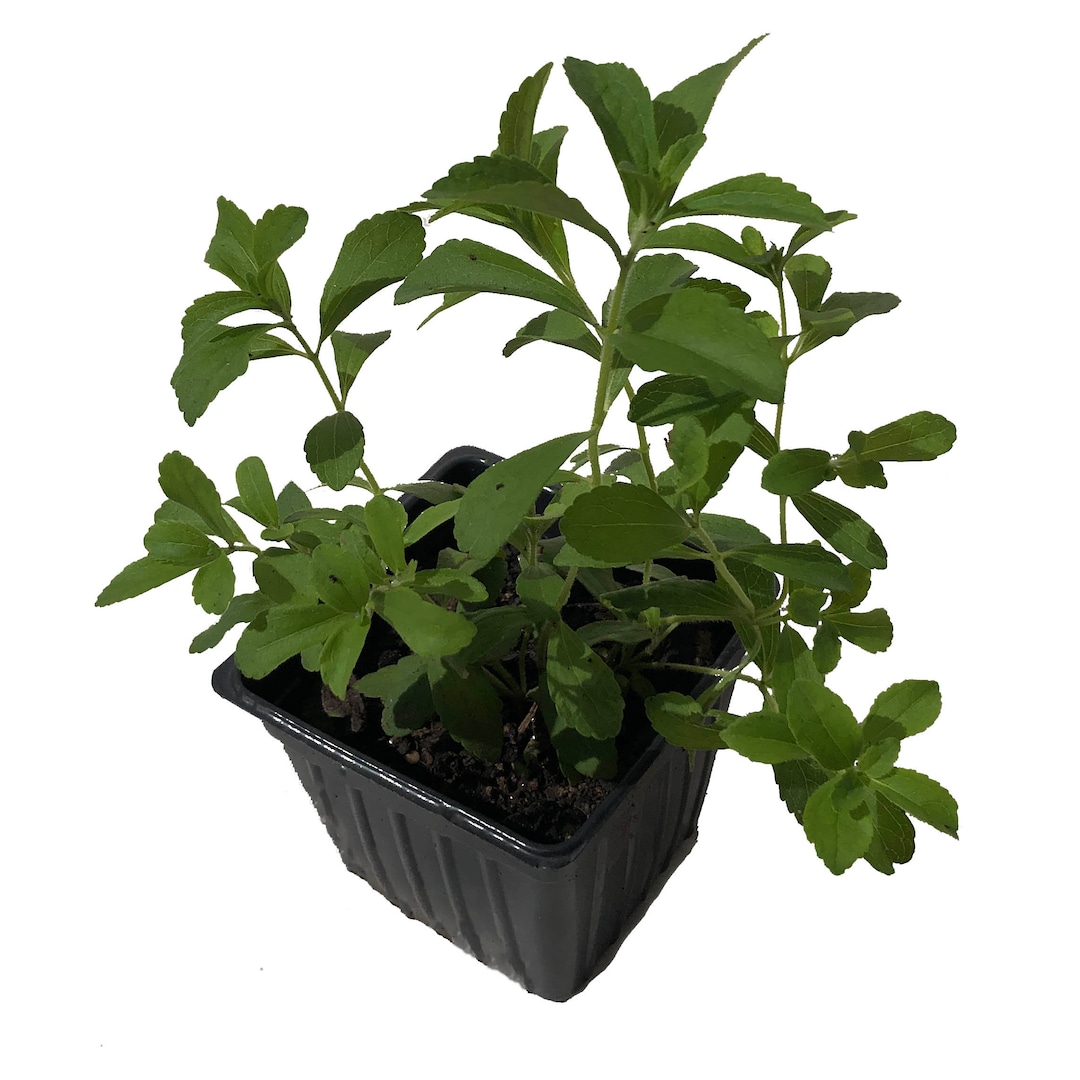 Stevia Live Plant, stevia Rebaudiana 2.5 Inch Pot Candy Leaf Sweet Leaf Sugar Leaf Sweetener