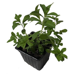 May include: A stevia plant in a black plastic pot. The plant has multiple stems with green leaves. The pot is square with a textured surface. The background is white.