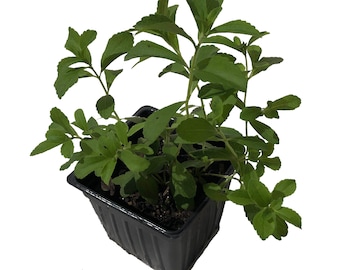 Organic Stevia Plant (Stevia rebaudiana) in 2.5-inch Pot by Smoke Camp Crafts - Candy Leaf Sweet Leaf Sugar Leaf Sweetener