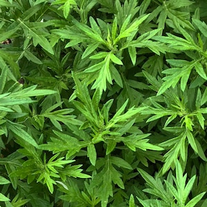 May include: Close-up of vibrant green leaves with a textured surface. The leaves have a serrated edge and are arranged in a dense pattern. The image showcases the natural beauty of the plant's foliage.