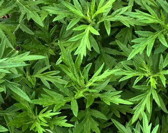 ORGANIC Mugwort Plant, (Artemisia vulgaris) 2.5-inch pot