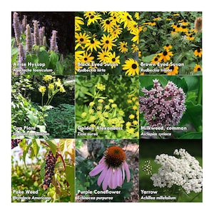 Organic Pollinator Seed Kit, 3,000 Seeds, Perennial Wildflower Seeds, Colorful Flower Garden Seeds, 9 Seed Packets