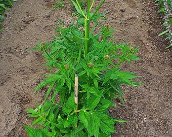 Valerian Seeds (Valeriana officinalis) 75 Seeds (0.1 gram) by Smoke Camp Crafts