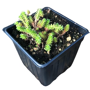 May include: A small green succulent plant growing in a black square plastic pot. The plant has long, thin leaves and is surrounded by dark brown soil.