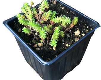 Tasteless Stonecrop (Sedum sexangulare) Organic Plant in 2.5-inch Pot by Smoke Camp Crafts - Watch Chain Stonecrop, Six Row Stonecrop