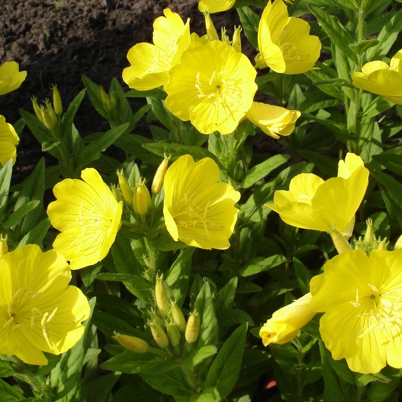 Evening Primrose Plant oenothera Biennis in 2.5inch Pot Etsy